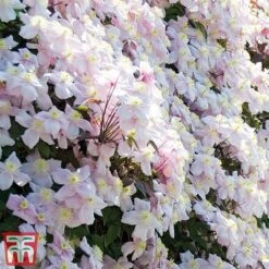Clematis All Season Climbing Collection -Greenworld Zone 110