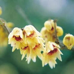 Fragrant Winter Shrub Collection -Greenworld Zone 14