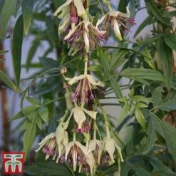 Clematis All Season Climbing Collection -Greenworld Zone 38