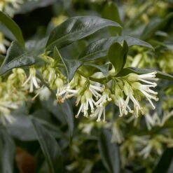 Fragrant Winter Shrub Collection -Greenworld Zone 43
