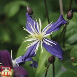 Clematis All Season Climbing Collection -Greenworld Zone 48