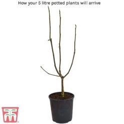 Magnolia X Brooklynensis 'Yellow Bird' -Greenworld Zone 5litre potted plant 1