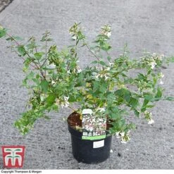 Abelia X Grandiflora -Greenworld Zone ABEL 58113 A