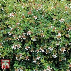 Abelia X Grandiflora -Greenworld Zone ABEL T58113 C