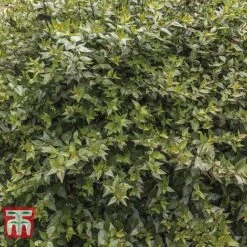 Abelia X Grandiflora -Greenworld Zone ABEL T58113 D