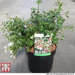 Abelia X Grandiflora -Greenworld Zone ABEL T58113 P