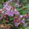 Abelia 'Pink Pong'