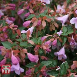 Abelia 'Pink Pong' -Greenworld Zone ABEL T71324 C
