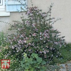 Abelia 'Pink Pong' -Greenworld Zone ABEL T71324 D