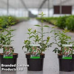 Abelia Mosanensis 'Monia'