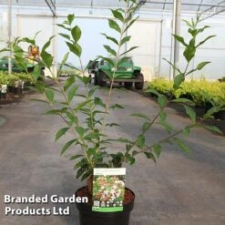 Abelia Mosanensis 'Monia' 5 Abelia Mosanensis 'Monia' -Greenworld Zone ABEL MONIA S45155