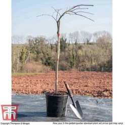 Acer Palmatum 'Inaba-shidare' 5 Acer Palmatum 'Inaba-shidare' -Greenworld Zone ACER KB3298 L