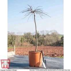 Acer Palmatum 'Garnet' -Greenworld Zone ACER TKA1739 M