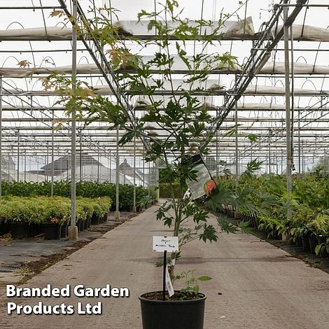 Acer Pseudosieboldianum 'Arctic Jade' 2 Acer Pseudosieboldianum 'Arctic Jade' - Image 2