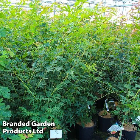 Acer Pseudosieboldianum 'Arctic Jade' 1 Acer Pseudosieboldianum 'Arctic Jade'