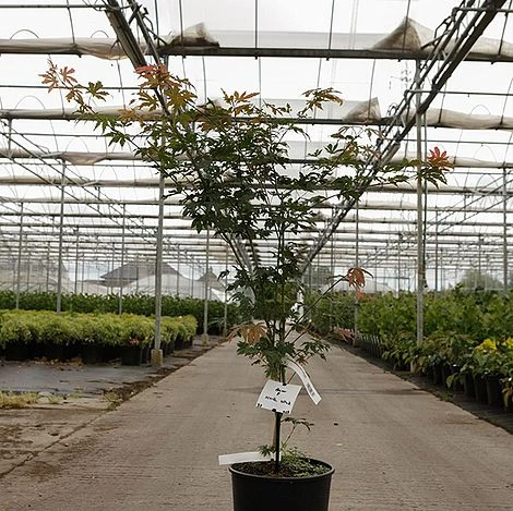 Acer Pseudosieboldianum 'North Wind' 2 Acer Pseudosieboldianum 'North Wind' - Image 2