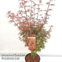 Acer Palmatum 'Shaina' -Greenworld Zone ACER SHAINA S37299