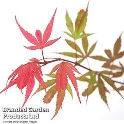 Acer Palmatum 'Shaina' -Greenworld Zone ACER SHAINA T36157