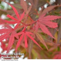 Acer Palmatum 'Shaina' -Greenworld Zone ACER SHAINA T36158