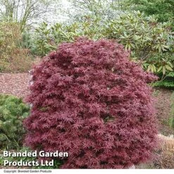 Acer Palmatum 'Shaina' -Greenworld Zone ACER SHAINA T36159