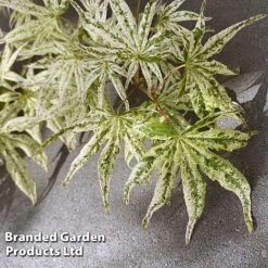 Acer Palmatum 'Ukigumo' -Greenworld Zone ACER UKIGUMO S41463