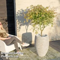 Acer Palmatum 'Ukigumo' -Greenworld Zone ACER UKIGUMO S43284