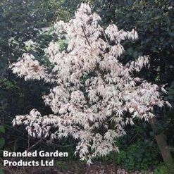 Acer Palmatum 'Ukigumo' -Greenworld Zone ACER UKIGUMO S43285