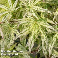 Acer Palmatum 'Ukigumo' -Greenworld Zone ACER UKIGUMO S43286