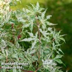 Acer Palmatum 'Ukigumo' -Greenworld Zone ACER UKIGUMO S43287