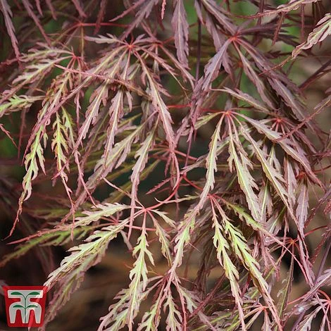 Acer Palmatum 'Crimson Queen' 2 Acer Palmatum 'Crimson Queen' - Image 2
