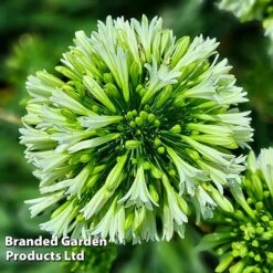 Agapanthus 'Emerald Ice' -Greenworld Zone AGAP EMERALDIC H44649