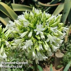 Agapanthus 'Emerald Ice' -Greenworld Zone AGAP EMERALDIC H44650
