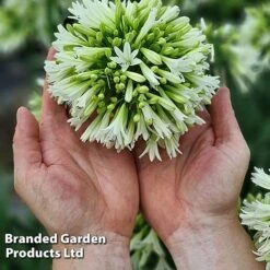 Agapanthus 'Emerald Ice' -Greenworld Zone AGAP EMERALDIC H44651