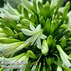 Agapanthus 'Emerald Ice' -Greenworld Zone AGAP EMERALDIC S44603