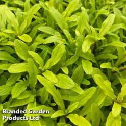 Ajuga Feathered Friends Trio -Greenworld Zone AJUG CORDIALCA H394431