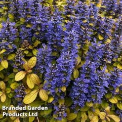 Ajuga Feathered Friends Trio -Greenworld Zone AJUG PETITEPAR H394481