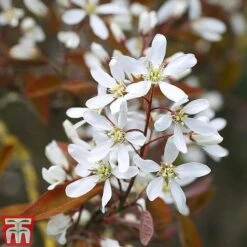 Amelanchier Lamarckii