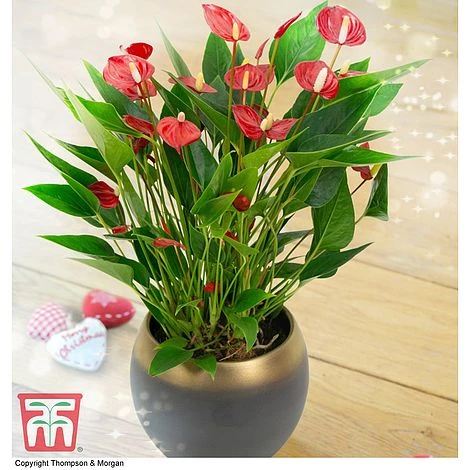 Anthurium 'Million Flower' - Gift 1 Anthurium 'Million Flower' - Gift