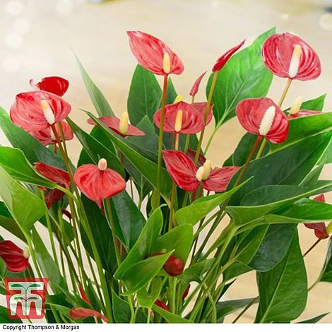 Anthurium 'Million Flower' - Gift 2 Anthurium 'Million Flower' - Gift - Image 2