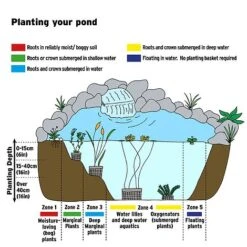 Mentha Pulegium (Marginal Aquatic) -Greenworld Zone AQUATIC IMAGE B h 1