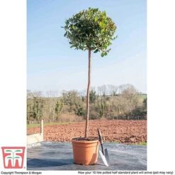 Arbutus Unedo -Greenworld Zone ARBU T58130 L
