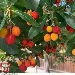 Arbutus Unedo F. Rubra