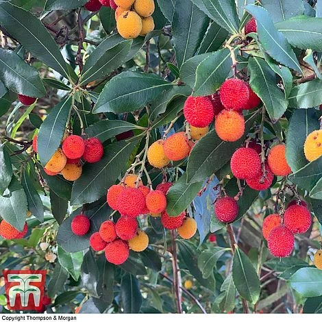 Arbutus Unedo F. Rubra 2 Arbutus Unedo F. Rubra - Image 2