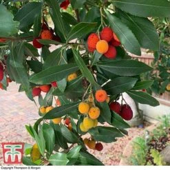 Arbutus Unedo F. Rubra 5 Arbutus Unedo F. Rubra -Greenworld Zone ARBU T66053 C1