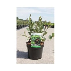 Aronia X Prunifolia 'Autumn Magic' 5 Aronia X Prunifolia 'Autumn Magic' -Greenworld Zone ARON T66054 A h