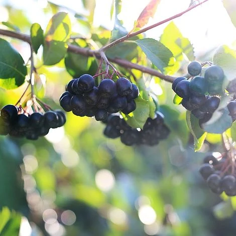 Aronia Melanocarpa 'Professor Ed' 2 Aronia Melanocarpa 'Professor Ed' - Image 2