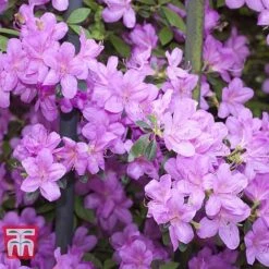 Azalea 'Dwarf Collection' -Greenworld Zone AZAL 51902 F