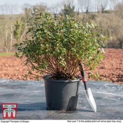 Rhododendron 'Rustica Pink' (Azalea Group) 10 Rhododendron 'Rustica Pink' (Azalea Group) -Greenworld Zone AZAL WKB9203 L