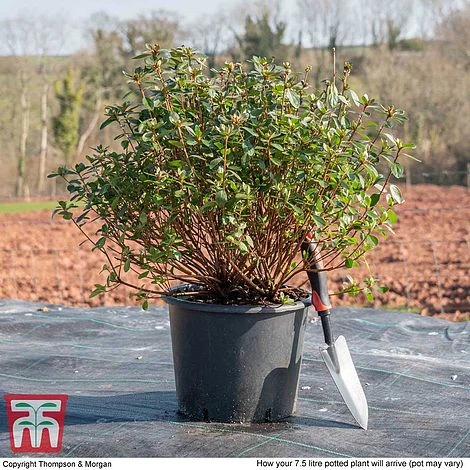 Rhododendron 'Rustica Pink' (Azalea Group) 5 Rhododendron 'Rustica Pink' (Azalea Group) - Image 5