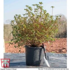 Rhododendron 'Rustica Pink' (Azalea Group) 11 Rhododendron 'Rustica Pink' (Azalea Group) -Greenworld Zone AZAL WKB9203 M